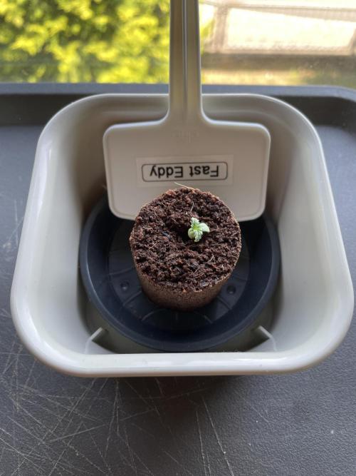 2026 Balcony Grow | SCBD & Fast Eddy. Week 0 - RQS - Fast Eddy

in soil-plugs
Day 7
