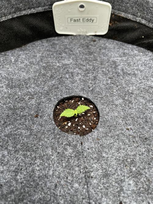 2026 Balcony Grow | SCBD & Fast Eddy. Week 1 - …