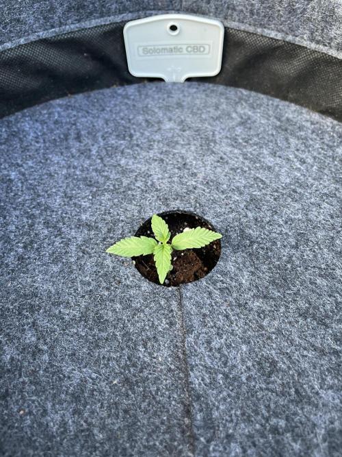 2026 Balcony Grow | SCBD & Fast Eddy. Week 1 - …