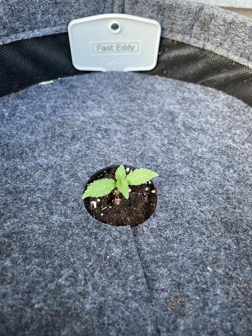 2026 Balcony Grow | SCBD & Fast Eddy. Week 1 - …