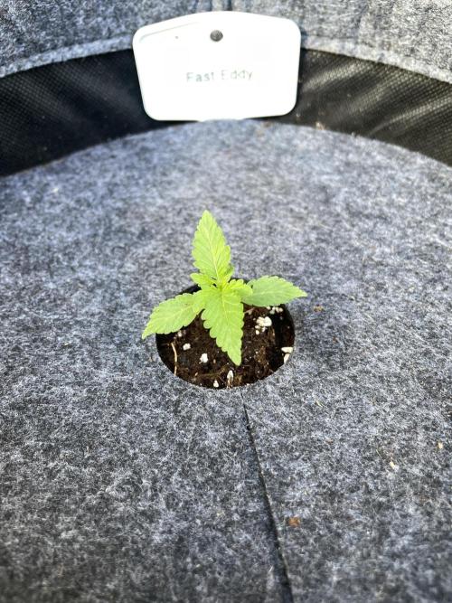 2026 Balcony Grow | SCBD & Fast Eddy. Week 2 - …