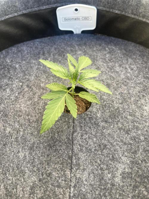 2026 Balcony Grow | SCBD & Fast Eddy. Week 2 - …