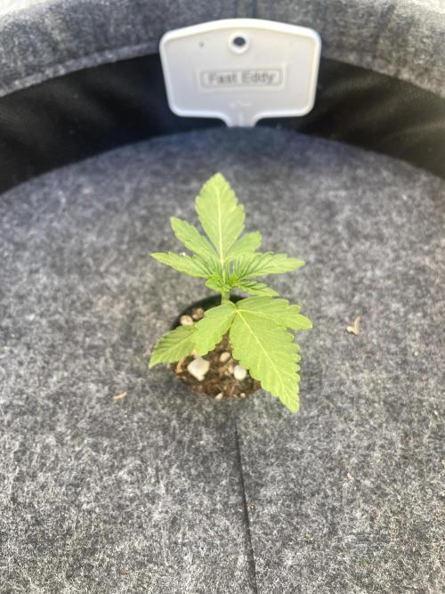 2026 Balcony Grow | SCBD & Fast Eddy. Week 2 - …