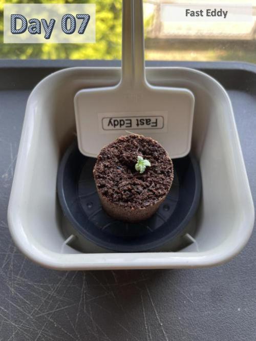 2026 Balcony Grow | SCBD & Fast Eddy. Week 0 - RQS - Fast Eddy
in soil-plugs