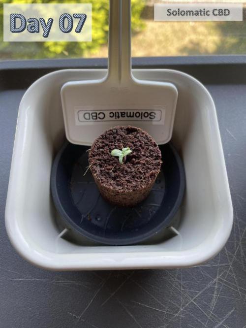 2026 Balcony Grow | SCBD & Fast Eddy. Week 0 - RQS - Solomatic CBD
in soil-plugs