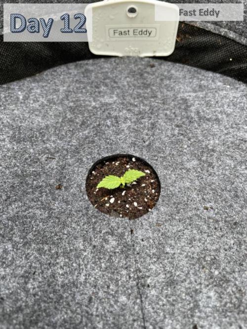 2026 Balcony Grow | SCBD & Fast Eddy. Week 1