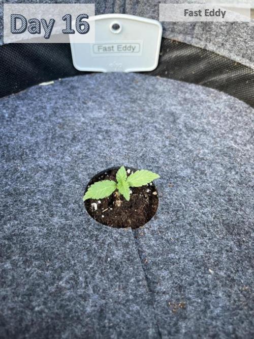 2026 Balcony Grow | SCBD & Fast Eddy. Week 1