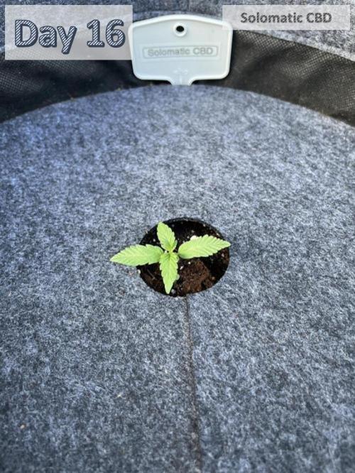 2026 Balcony Grow | SCBD & Fast Eddy. Week 1