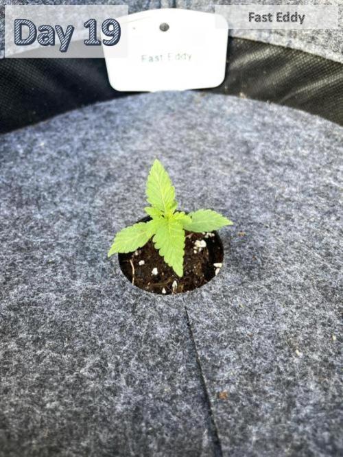 2026 Balcony Grow | SCBD & Fast Eddy. Week 2 - 3.0 cm