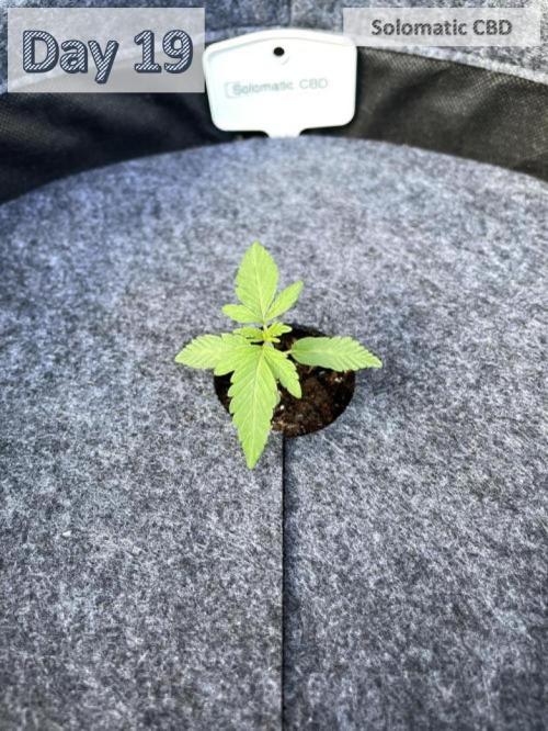 2026 Balcony Grow | SCBD & Fast Eddy. Week 2 - 4.0 cm