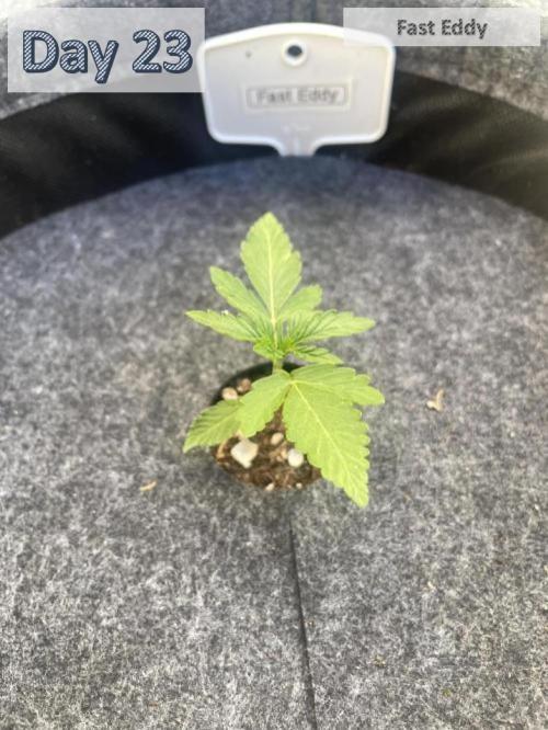 2026 Balcony Grow | SCBD & Fast Eddy. Week 2