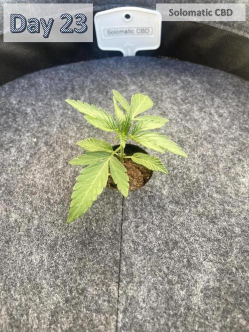 2026 Balcony Grow | SCBD & Fast Eddy. Week 2