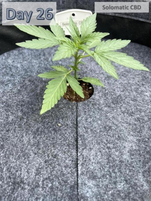 2026 Balcony Grow | SCBD & Fast Eddy. Week 3 - 8.0 cm / 2L / 350 mL Compo Complete