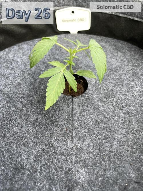2026 Balcony Grow | SCBD & Fast Eddy. Week 3 - 6.0 cm 
