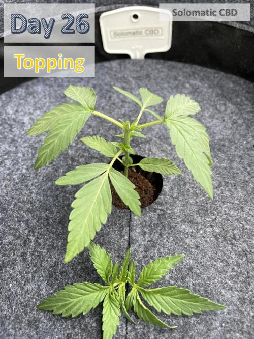 2026 Balcony Grow | SCBD & Fast Eddy. Week 3 - 3. Node Topping