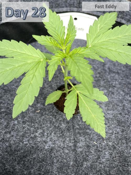 2026 Balcony Grow | SCBD & Fast Eddy. Week 3 - Before Topping