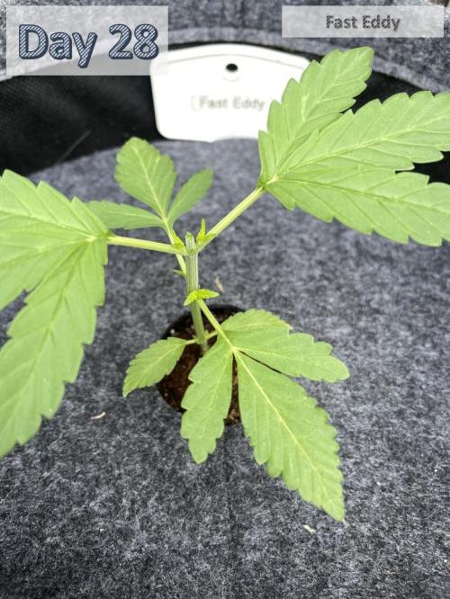 2026 Balcony Grow | SCBD & Fast Eddy. Week 3 - 6.0 cm