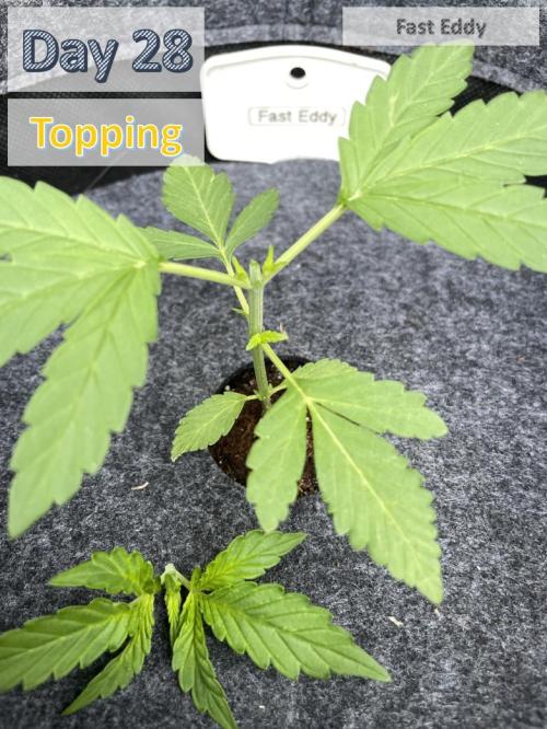 2026 Balcony Grow | SCBD & Fast Eddy. Week 3 - 3. Node Topping