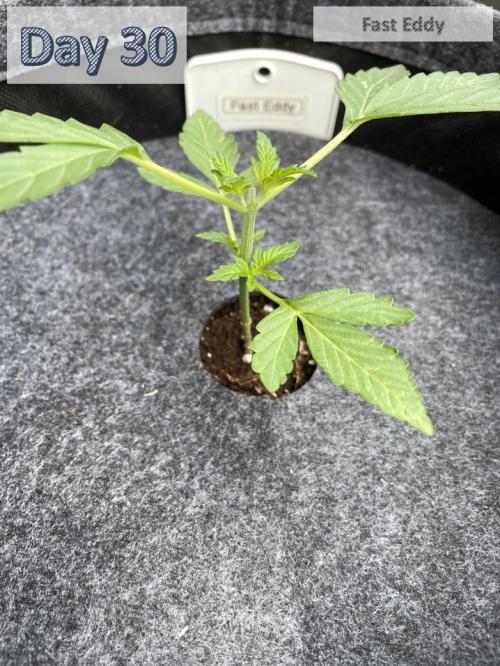 2026 Balcony Grow | SCBD & Fast Eddy. Week 3 - removed 1. Node