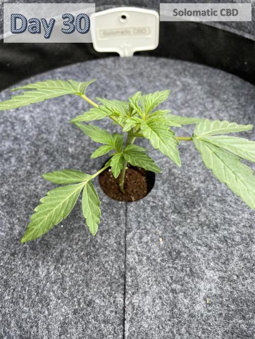 2026 Balcony Grow | SCBD & Fast Eddy. Week 3 - removed 1. node