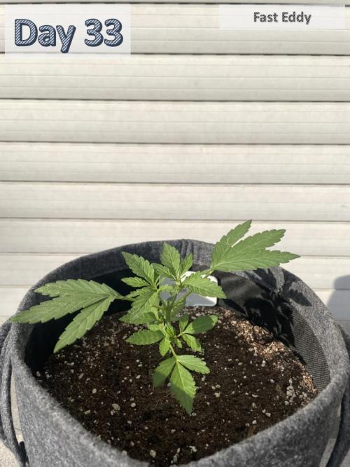 2026 Balcony Grow | SCBD & Fast Eddy. Week 4 - 8.5 cm / 0.0 L Water / 0 mL Compo Complete