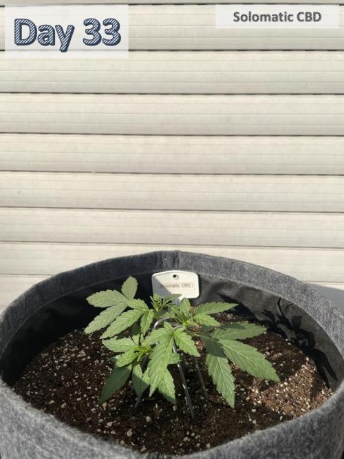 2026 Balcony Grow | SCBD & Fast Eddy. Week 4 - 8.5 cm / 0.0 L Water / 0 mL Compo Complete