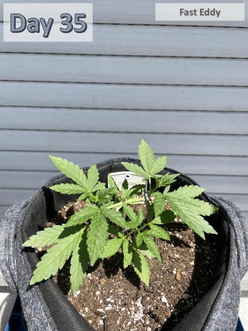 2026 Balcony Grow | SCBD & Fast Eddy. Week 4