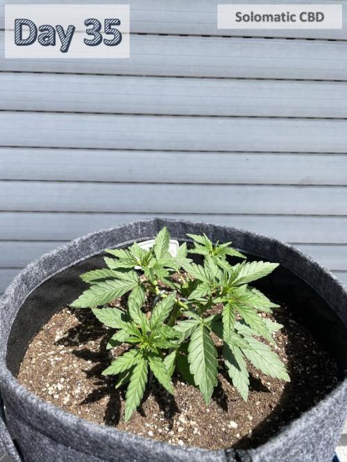 2026 Balcony Grow | SCBD & Fast Eddy. Week 4