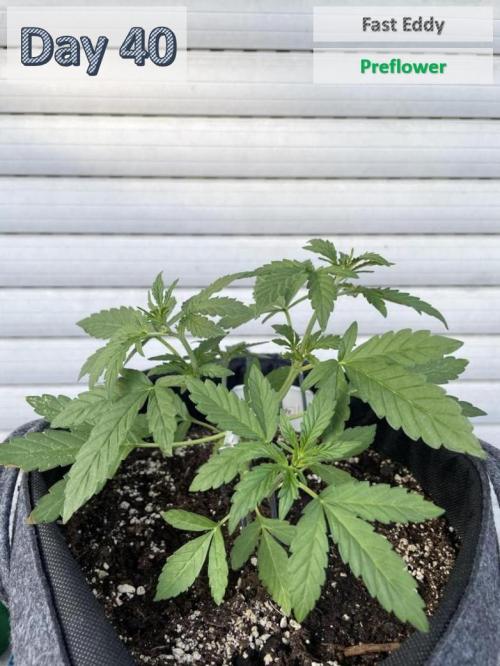 2026 Balcony Grow | SCBD & Fast Eddy. Week 5 - 18.5 cm / 0.7 L Water / 1300 mL Compo Complete