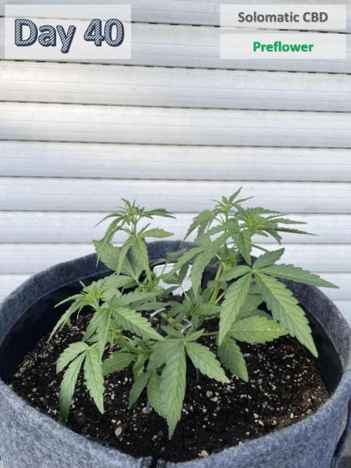 2026 Balcony Grow | SCBD & Fast Eddy. Week 5 - 16.0 cm / 0.3 L Water / 800 mL Compo Complete