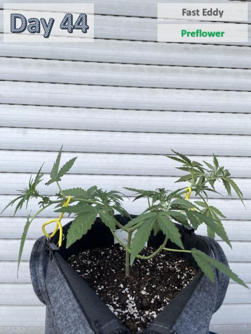 2026 Balcony Grow | SCBD & Fast Eddy. Week 5 - xx cm / 0 L Water / 1000 mL Compo Complete