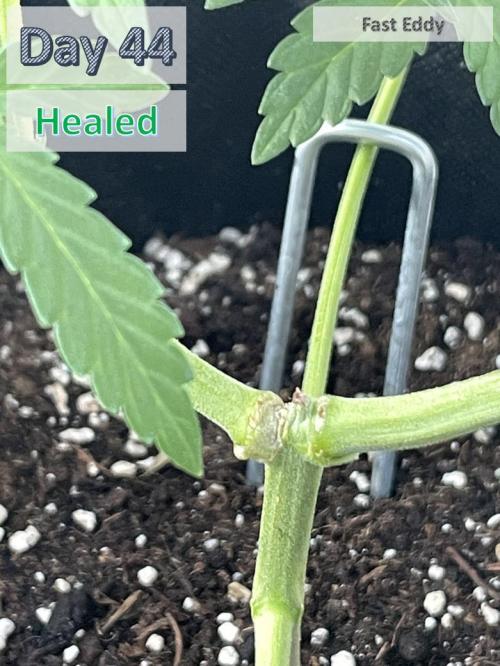 2026 Balcony Grow | SCBD & Fast Eddy. Week 5