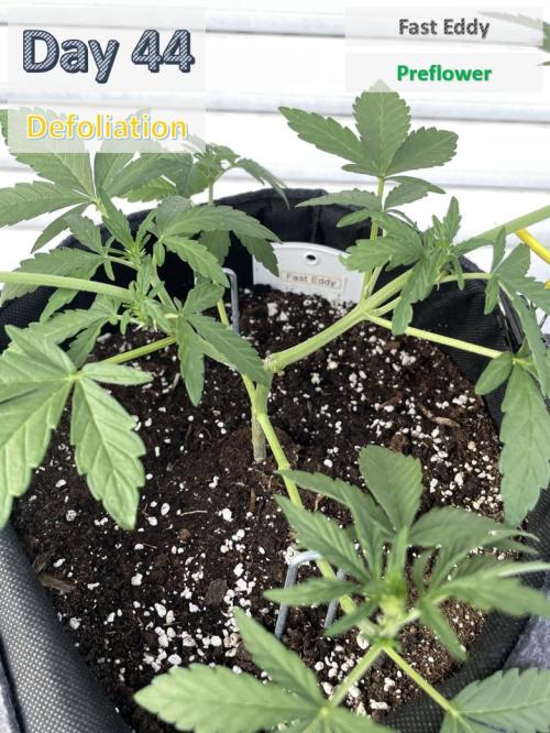 2026 Balcony Grow | SCBD & Fast Eddy. Week 5 - Zoom FE