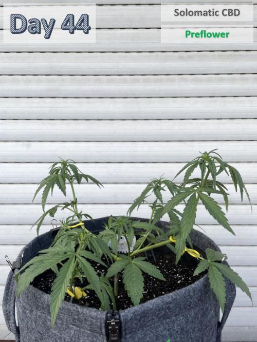 2026 Balcony Grow | SCBD & Fast Eddy. Week 5 - xx cm / 0 L Water / 2000 mL Compo Complete