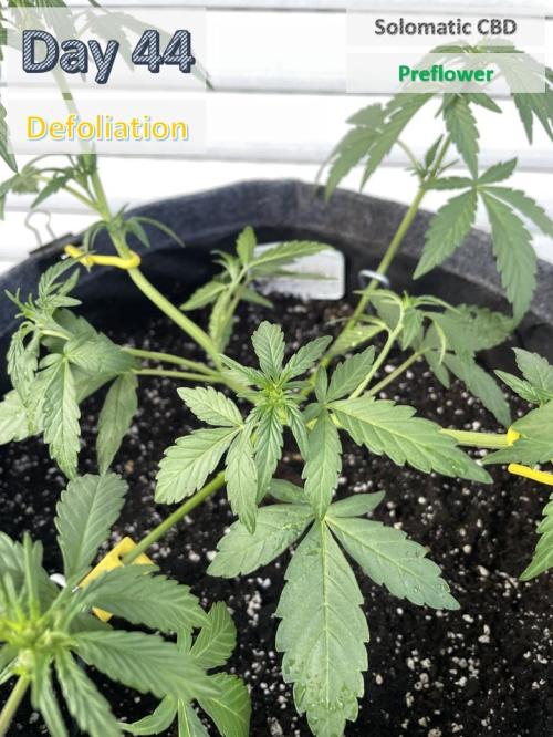 2026 Balcony Grow | SCBD & Fast Eddy. Week 5 - Zoom SCBD
