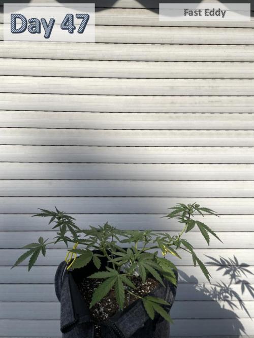 2026 Balcony Grow | SCBD & Fast Eddy. Week 6