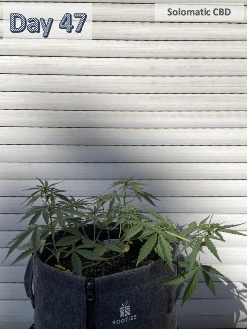 2026 Balcony Grow | SCBD & Fast Eddy. Week 6