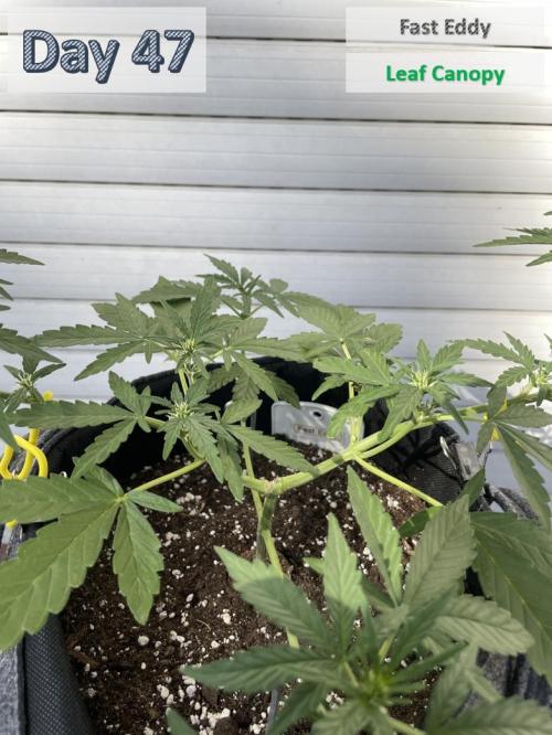 2026 Balcony Grow | SCBD & Fast Eddy. Week 6