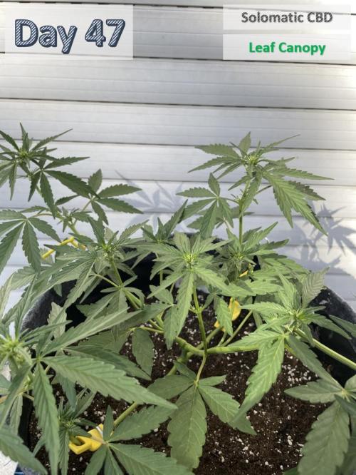 2026 Balcony Grow | SCBD & Fast Eddy. Week 6