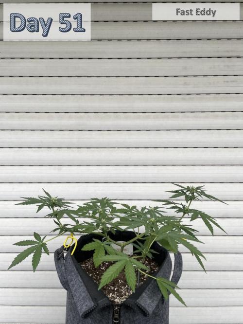 2026 Balcony Grow | SCBD & Fast Eddy. Week 6