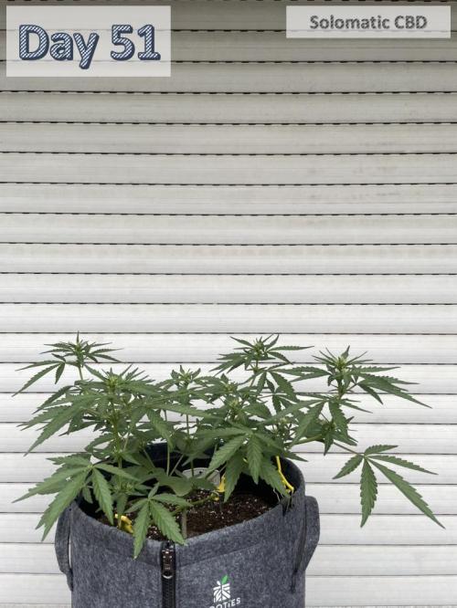 2026 Balcony Grow | SCBD & Fast Eddy. Week 6