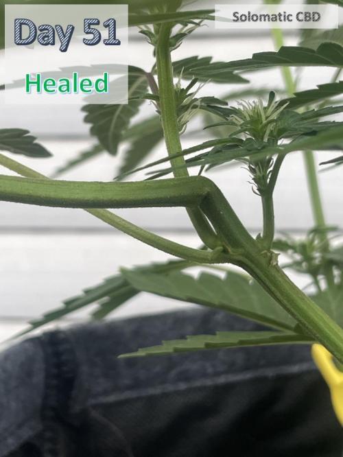 2026 Balcony Grow | SCBD & Fast Eddy. Week 6
