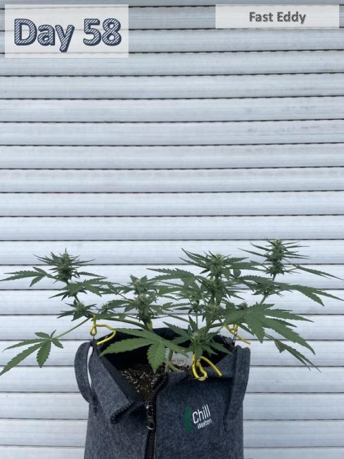 2026 Balcony Grow | SCBD & Fast Eddy. Week 7