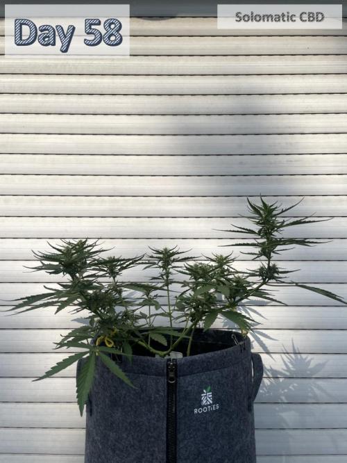 2026 Balcony Grow | SCBD & Fast Eddy. Week 7