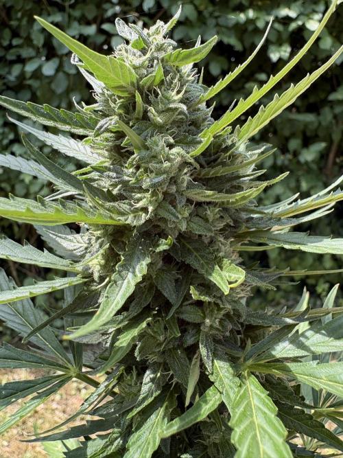 Sensi White Widow Auto. Week 10 - Fette Buds, outdoor Standort