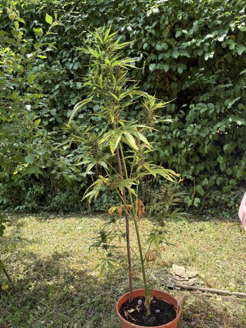 Sensi White Widow Auto. Week 10 - Outdoor: Die Pflanze hat große fette Buds, Häärchen werden bereits milchig.
