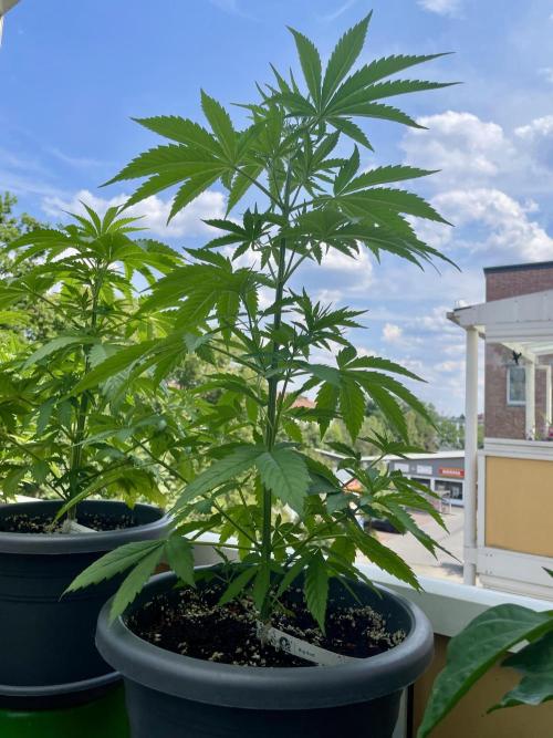 z.Punkt Balkon. Week 6 - Big Bud