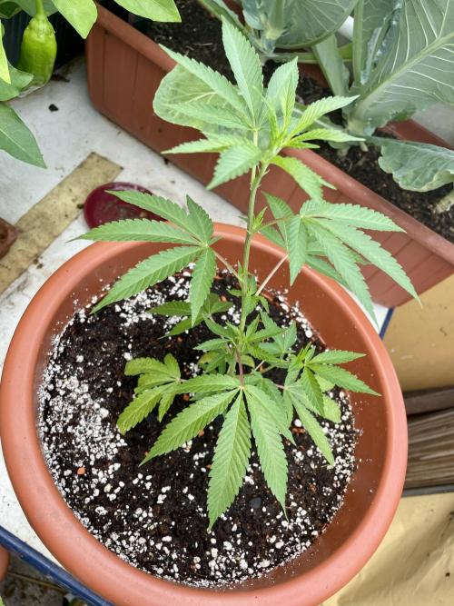 z.Punkt Balkon. Week 6 - Chocolate Rainbow XXL