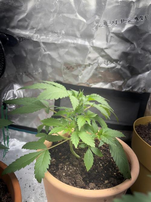Cherry cola auto. Week 3
