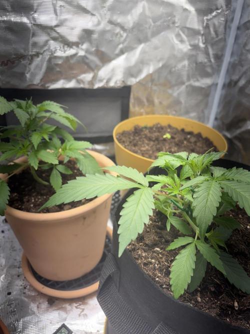 Cherry cola auto. Week 3